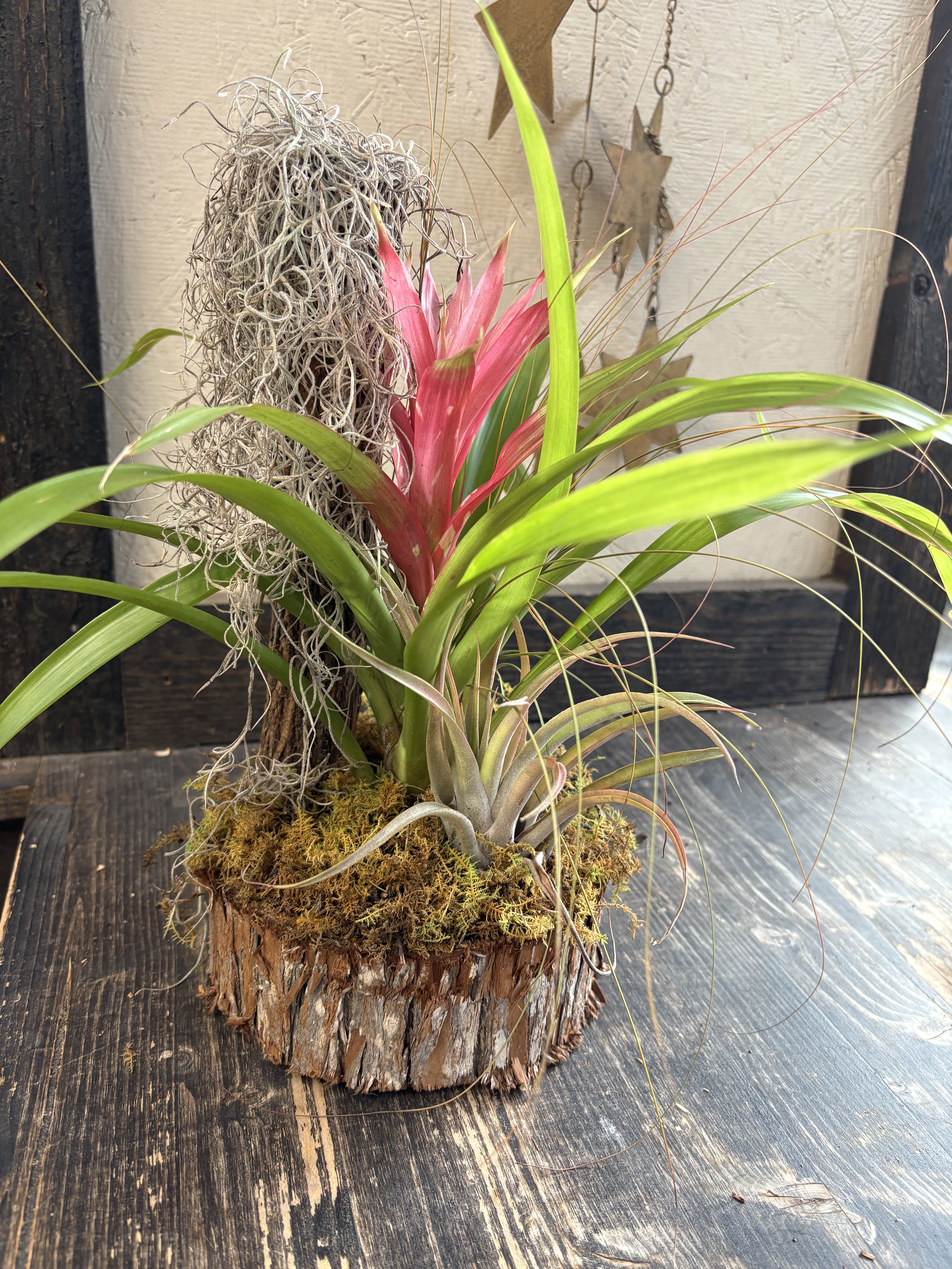 Moss Air Plant Display