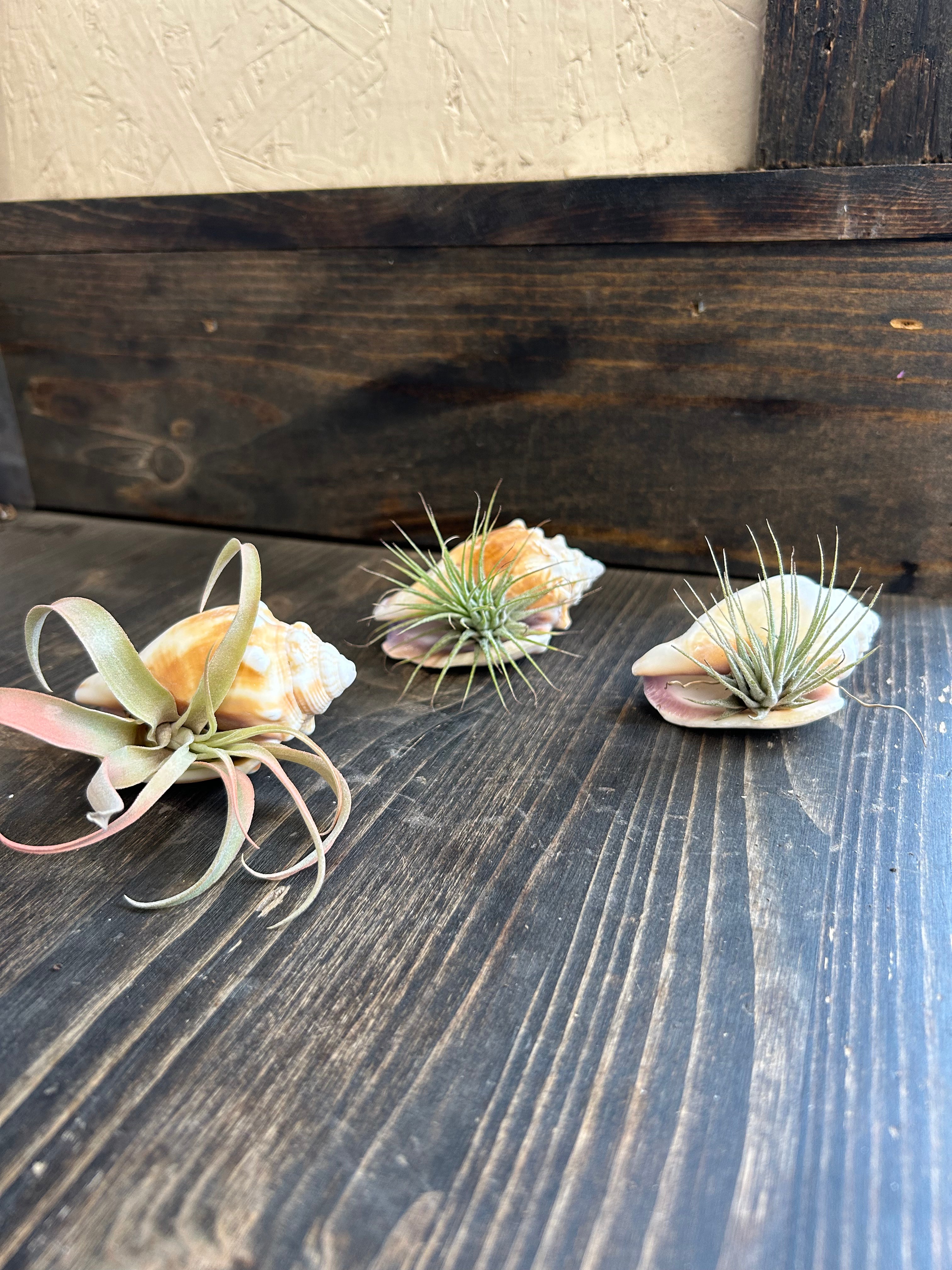 Sea Shell Air Plant Holder