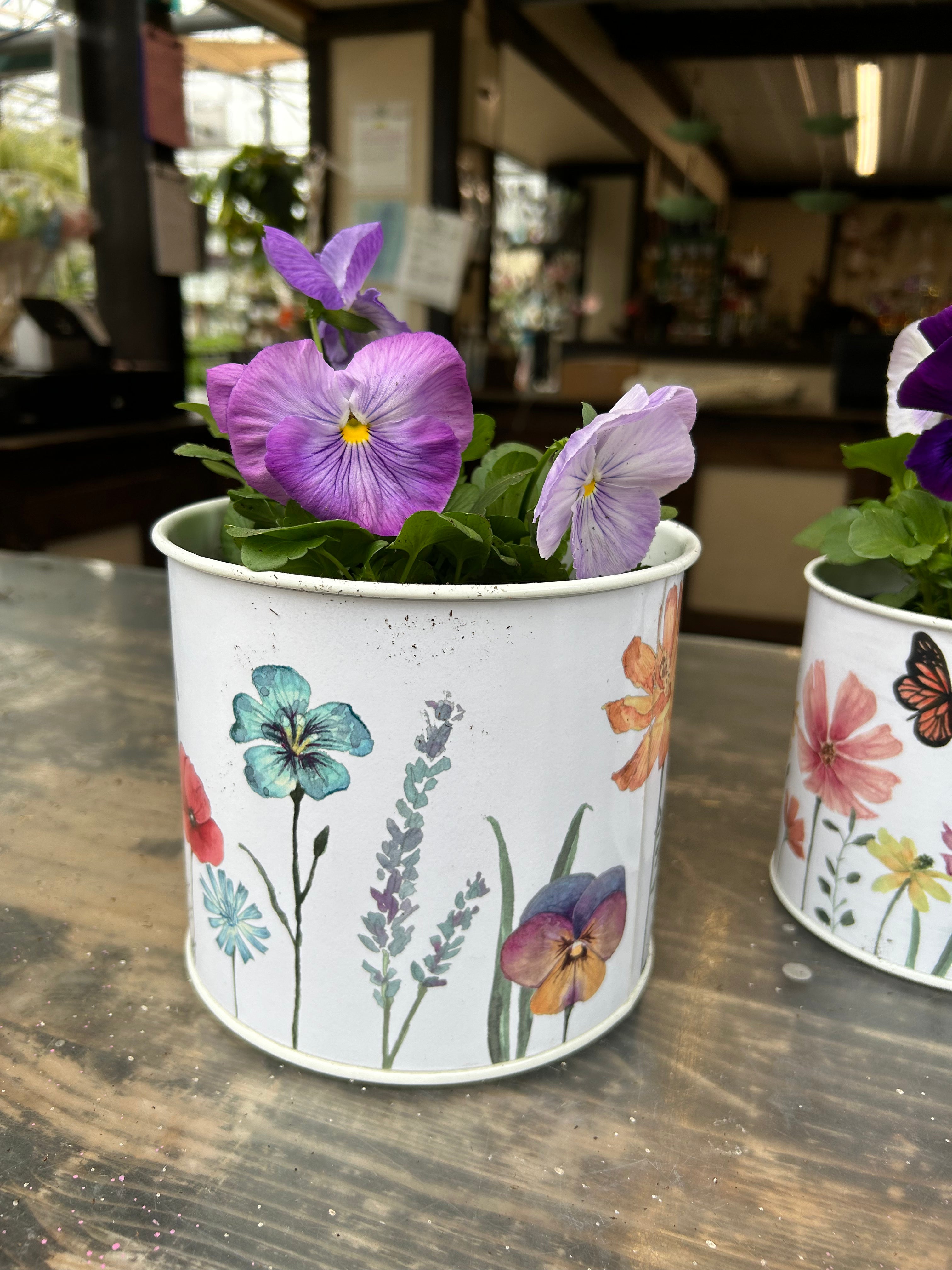 Potted Pansy