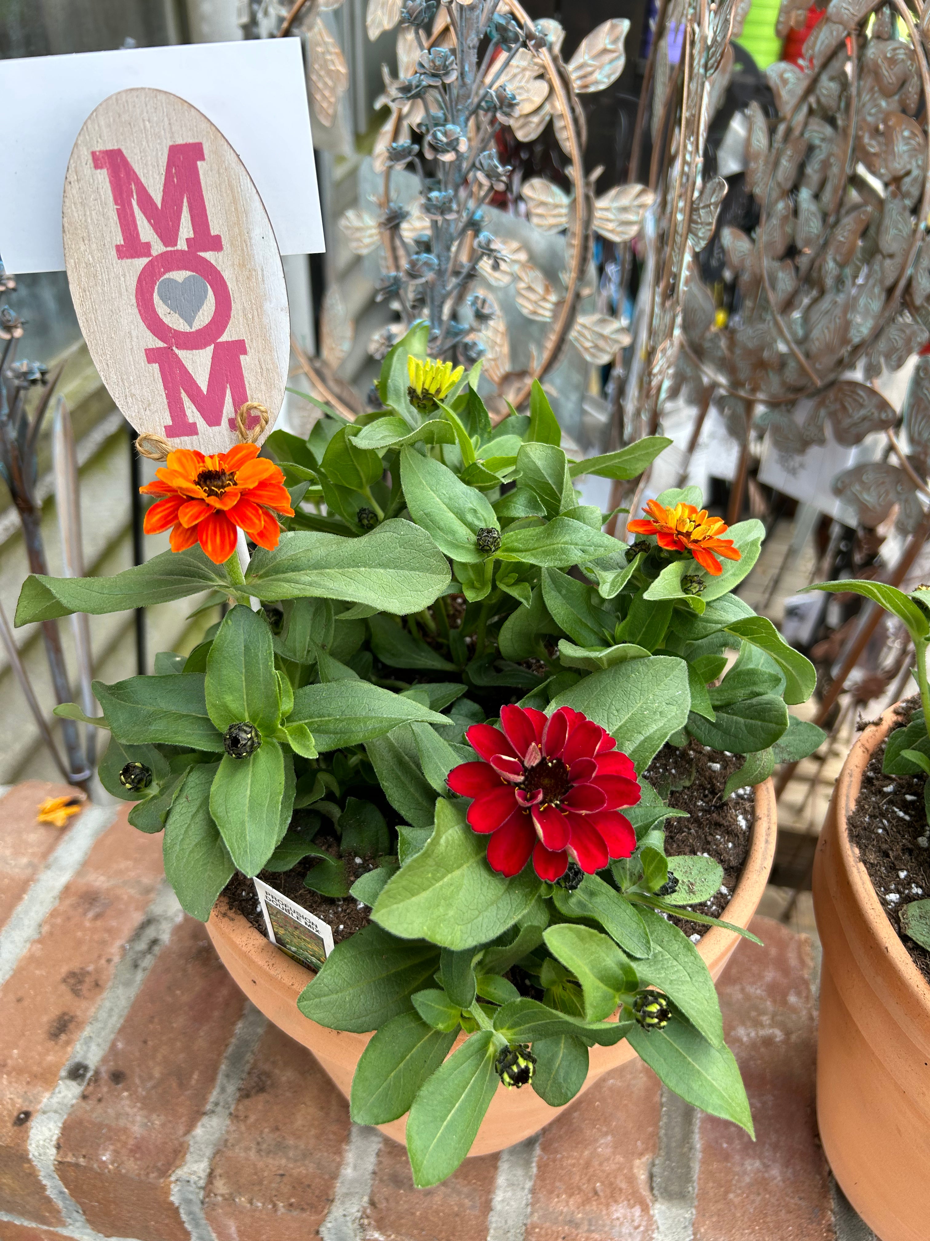 Zinnia Terra Cotta Pot