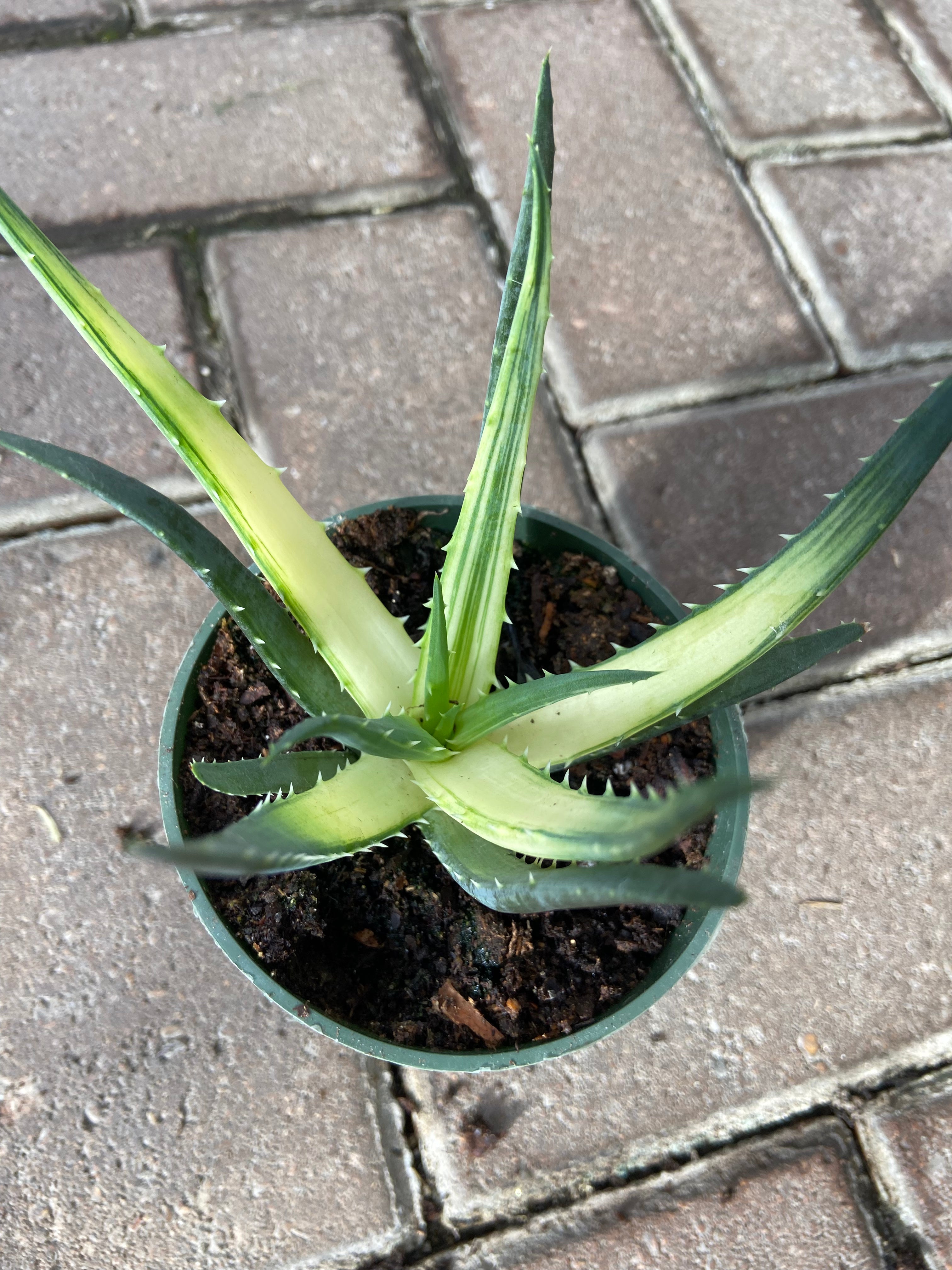 Aloe Solar Flare 'Variegated Aloe'