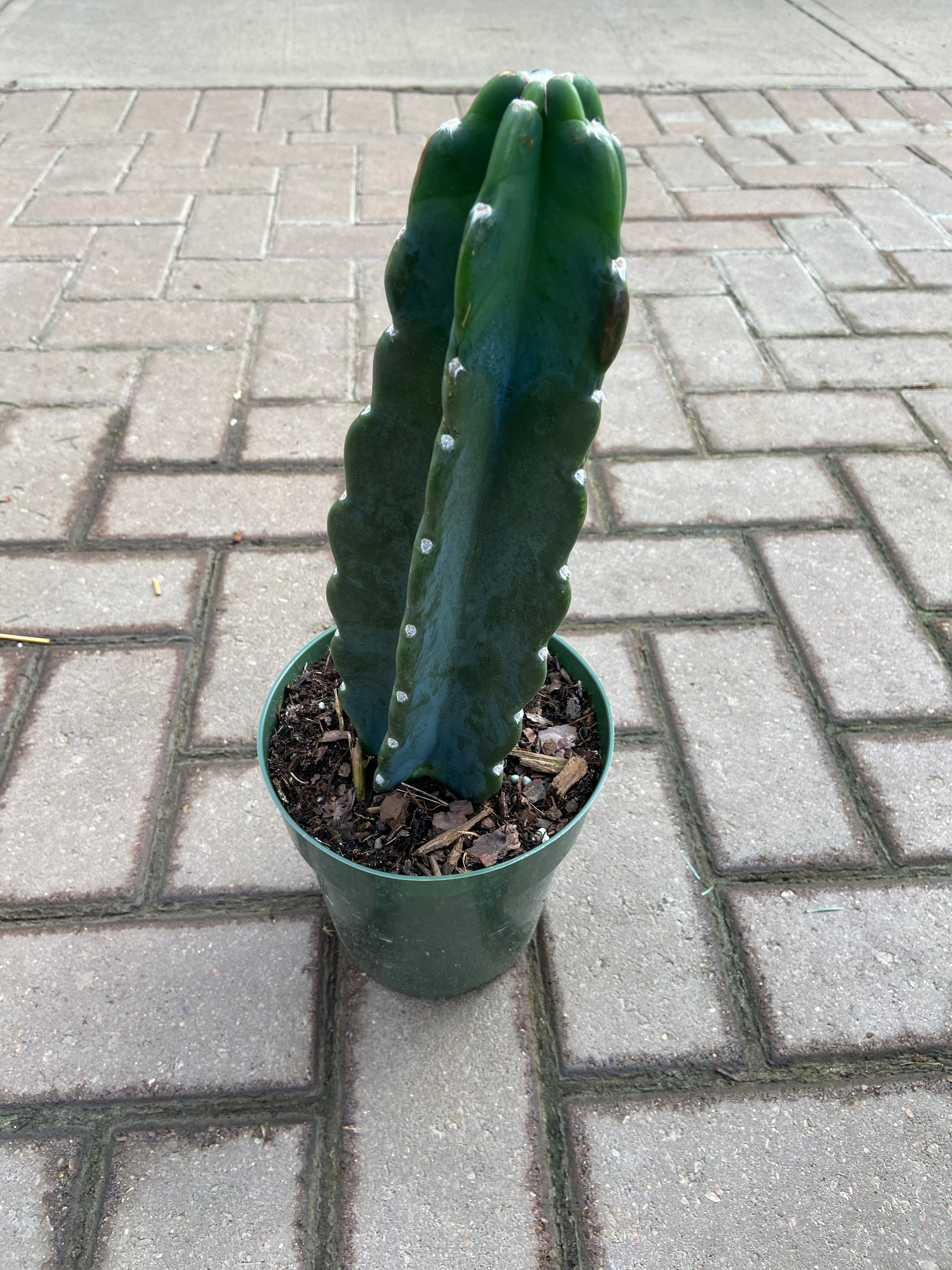 Cactus Jamacaru "Cuddly"