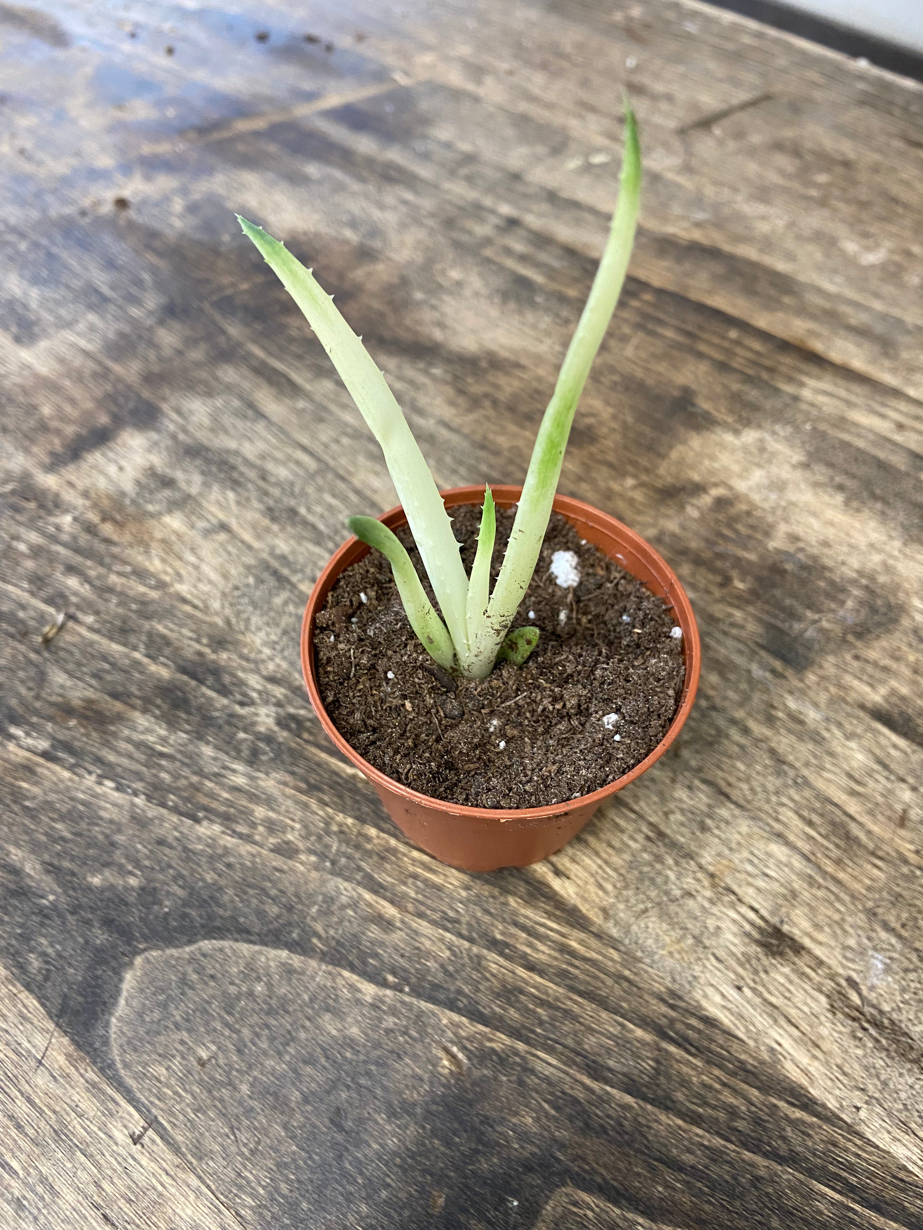 Aloe Solar Flare 'Variegated Aloe'