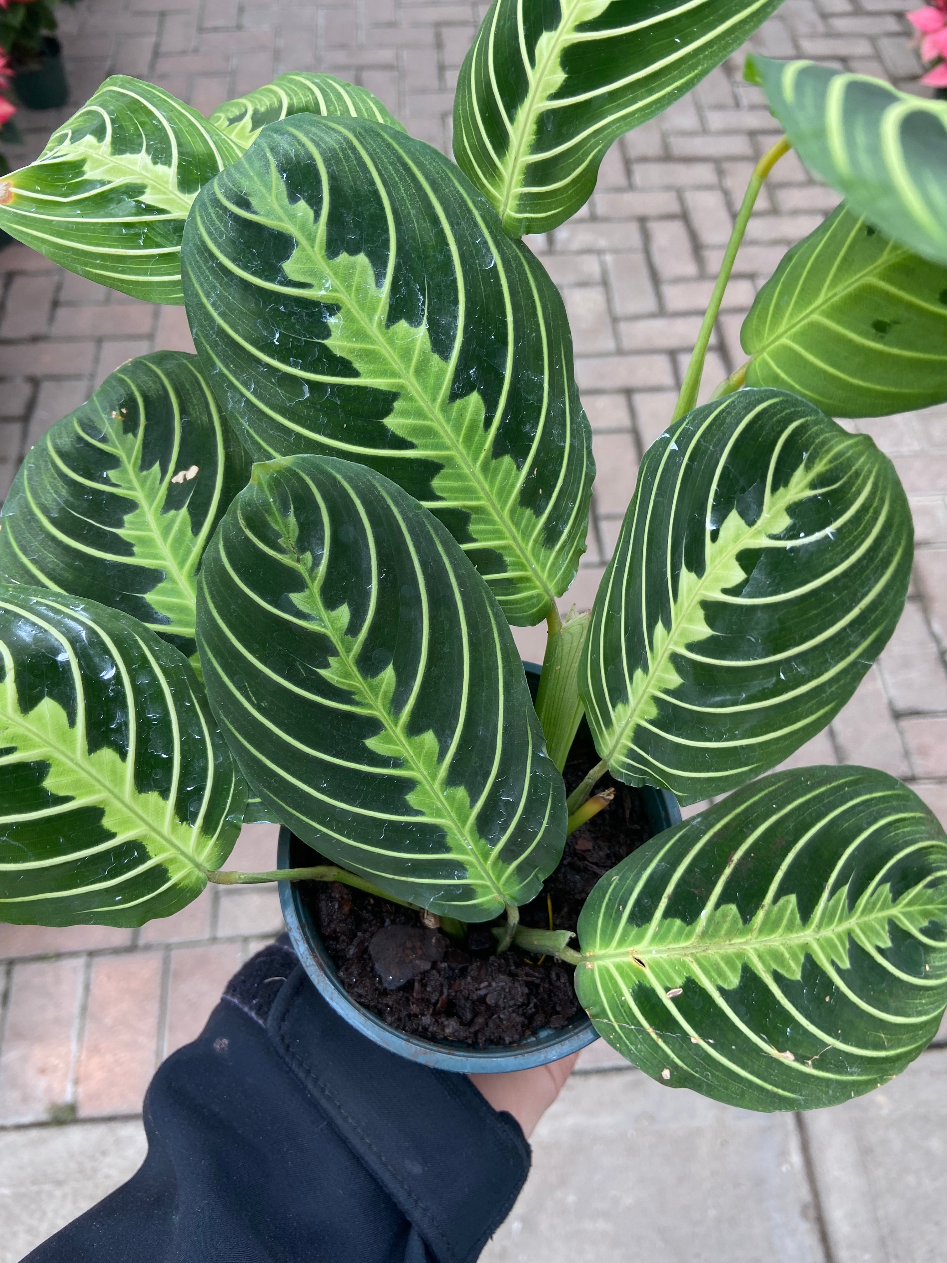 Maranta 'Lemon Lime'