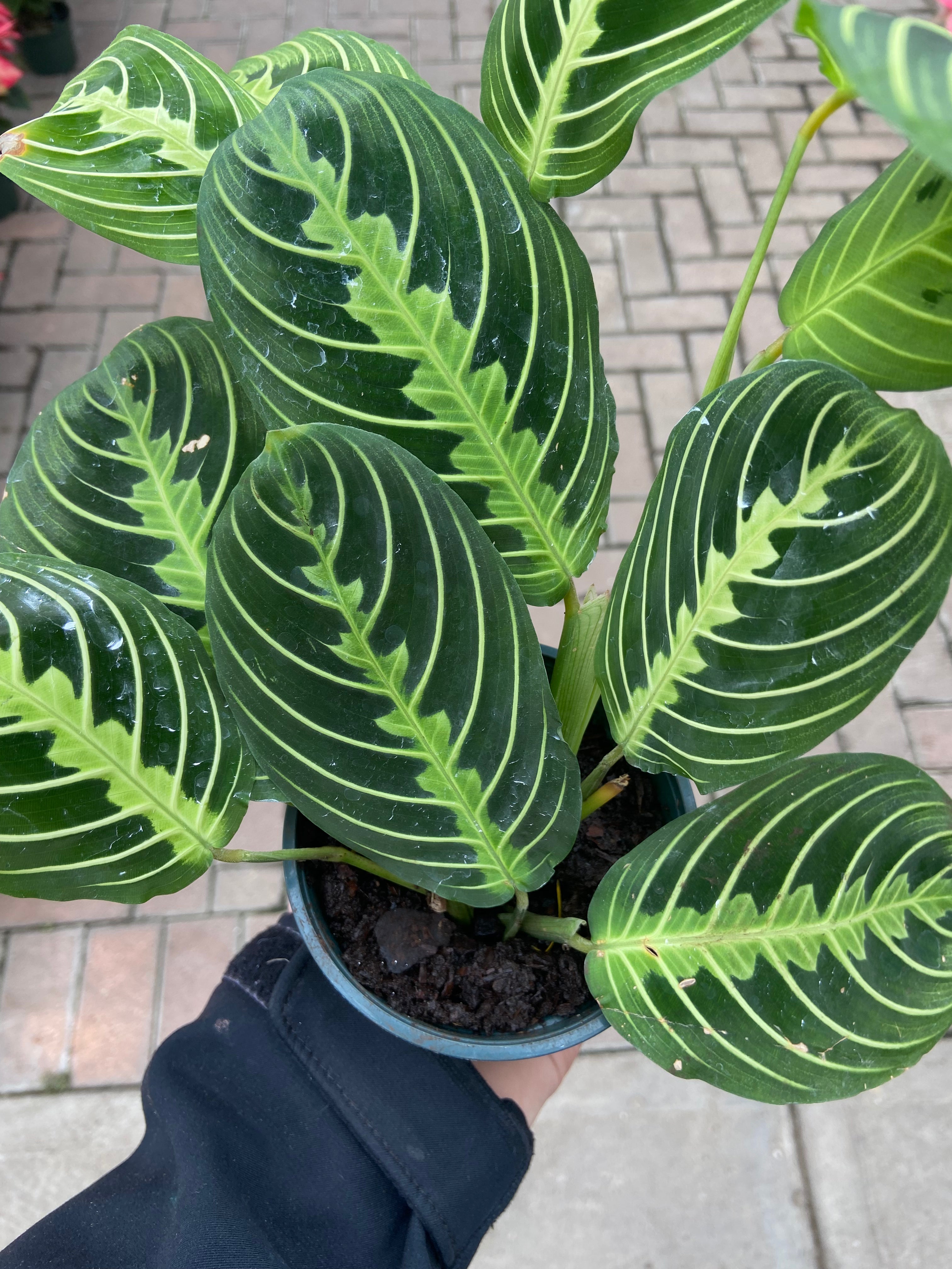 Maranta 'Lemon Lime'