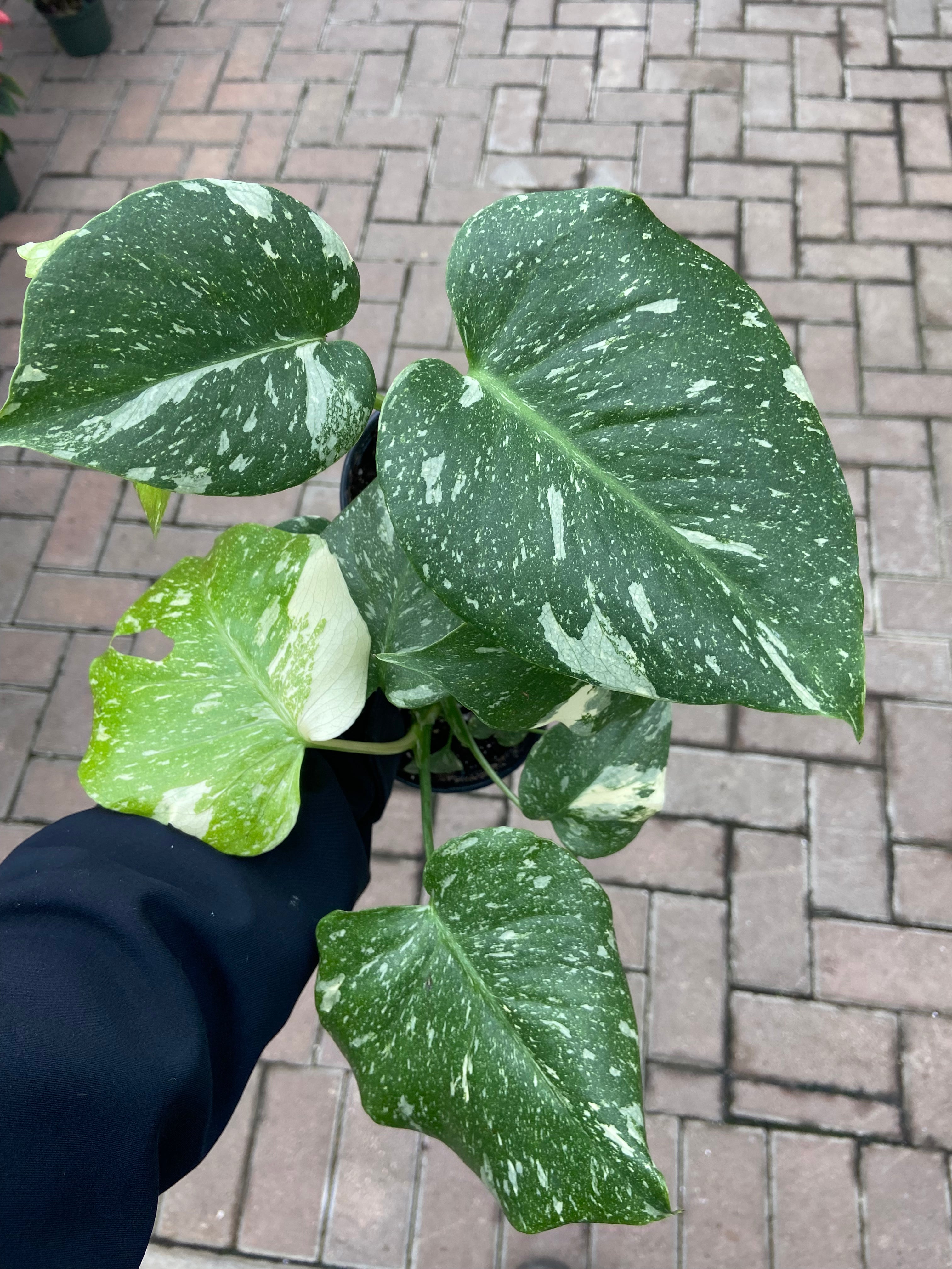 Monstera Thai Constellation