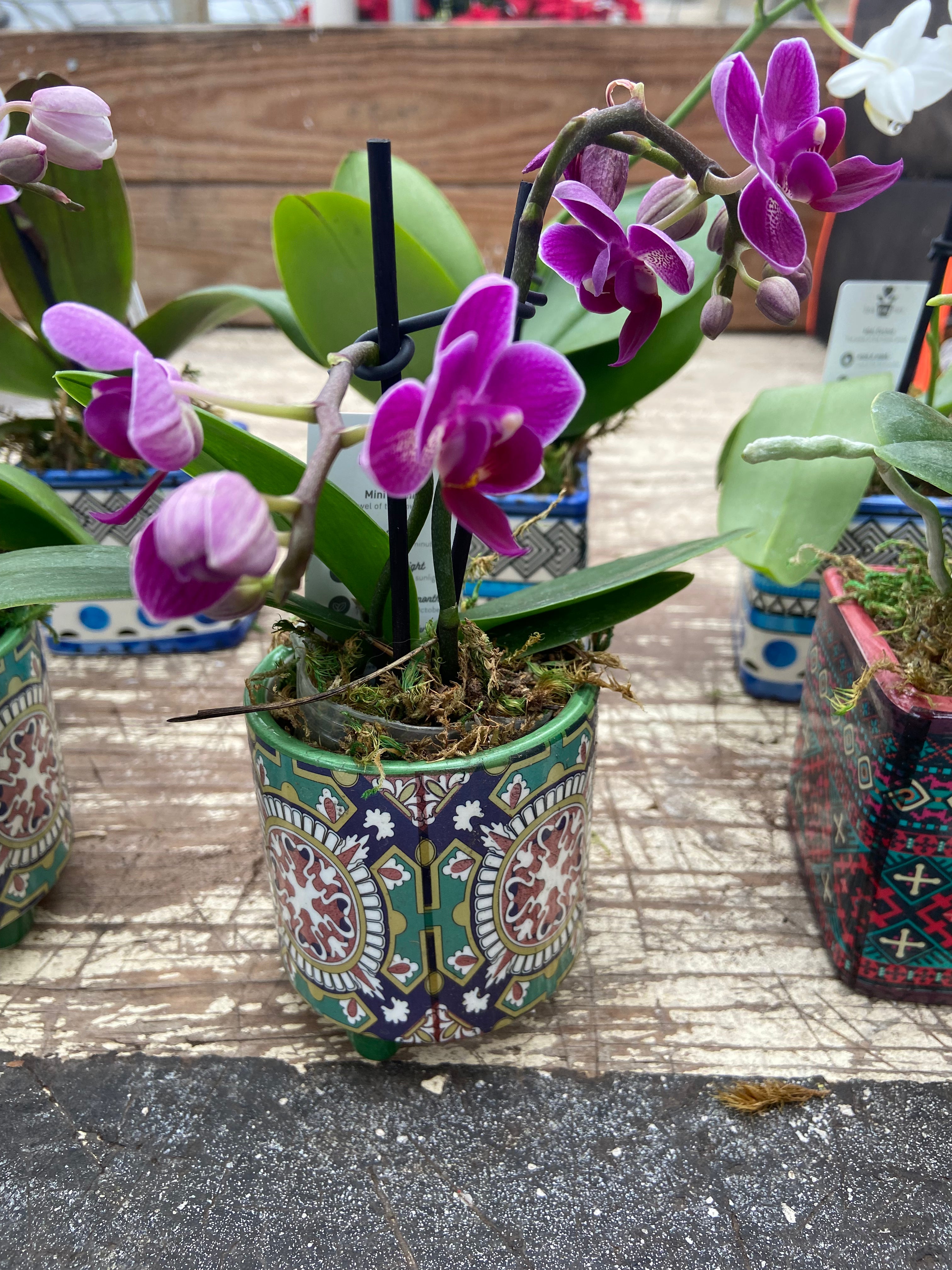 Orchids
