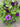 Lilac Festival