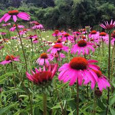 Echinacea p. 'Ruby Star'