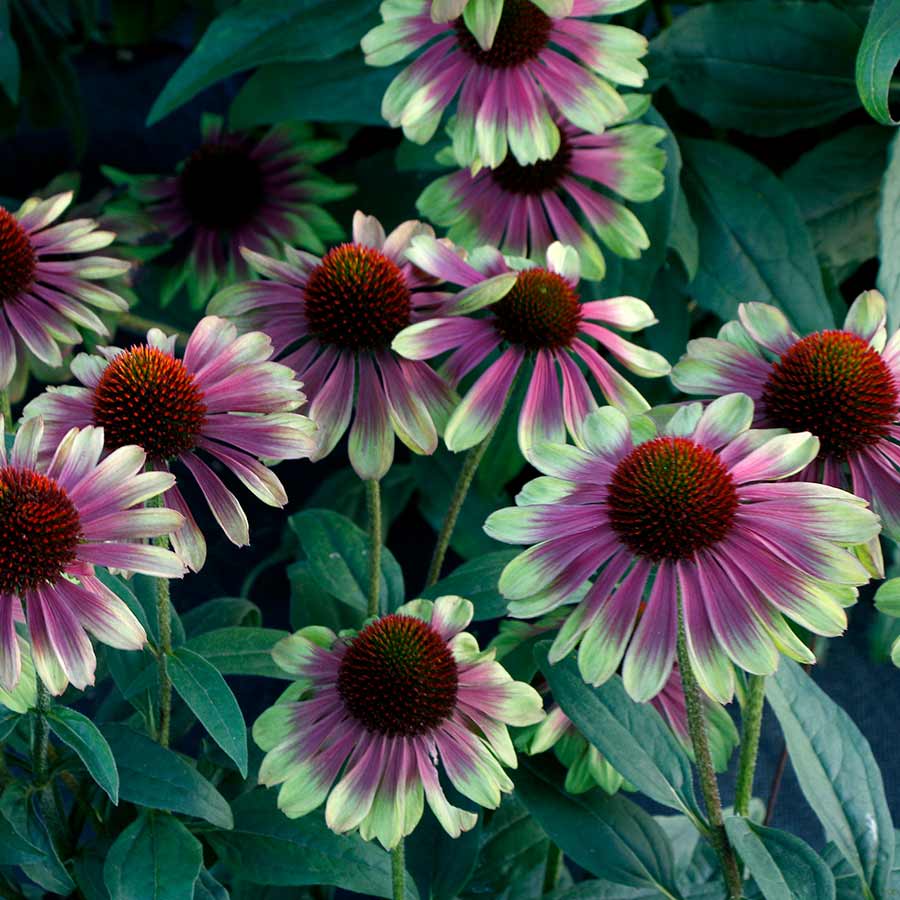 Echinacea p. ‘Sweet Sandia’