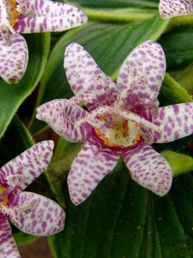 Tricyrtis form. ‘Samurai’ (Toad Lily)