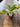Nepenthes 'Gava' Pitcher Plant 2”