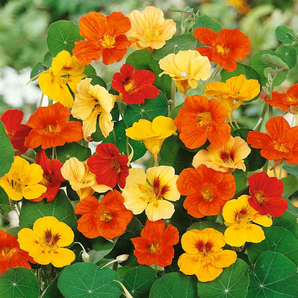 Nasturtium Jewel Blend