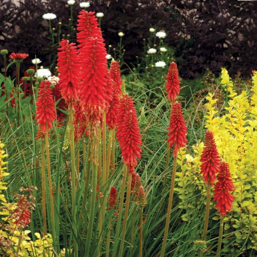 Kniphofia p. 'Redhot Popsicle'