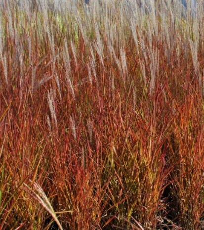 Miscanthus s. 'Purpurascens' (Flame Grass)