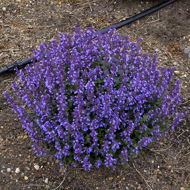 Nepeta faassenii 'Cat's Pajamas'