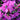 PJM Rhododendron