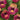 Torenia