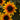 Rudbeckia f. 'Suntacular'