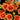 Gaillardia SpinTop Orange Halo