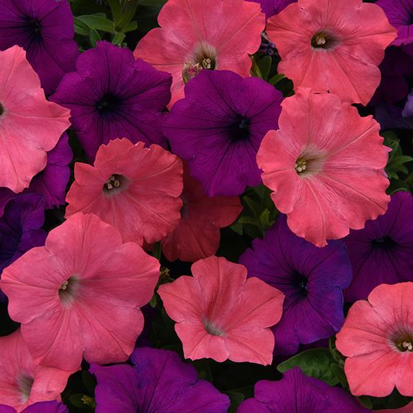 8" Wave Petunia