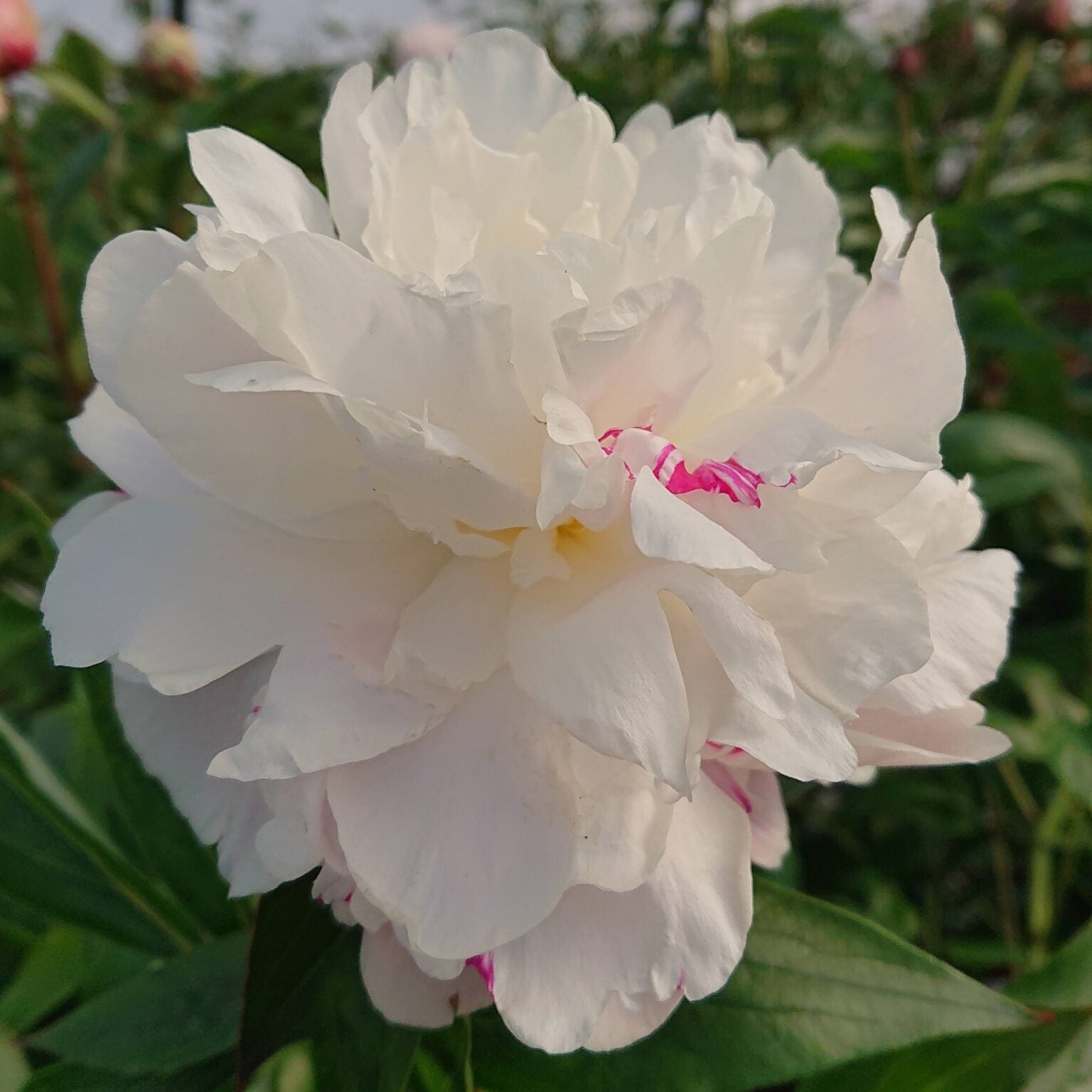 Paeonia 'Shirley Temple'