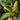 Philodendron 'Ring of Fire'