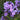 Phlox p. Blue Paradise