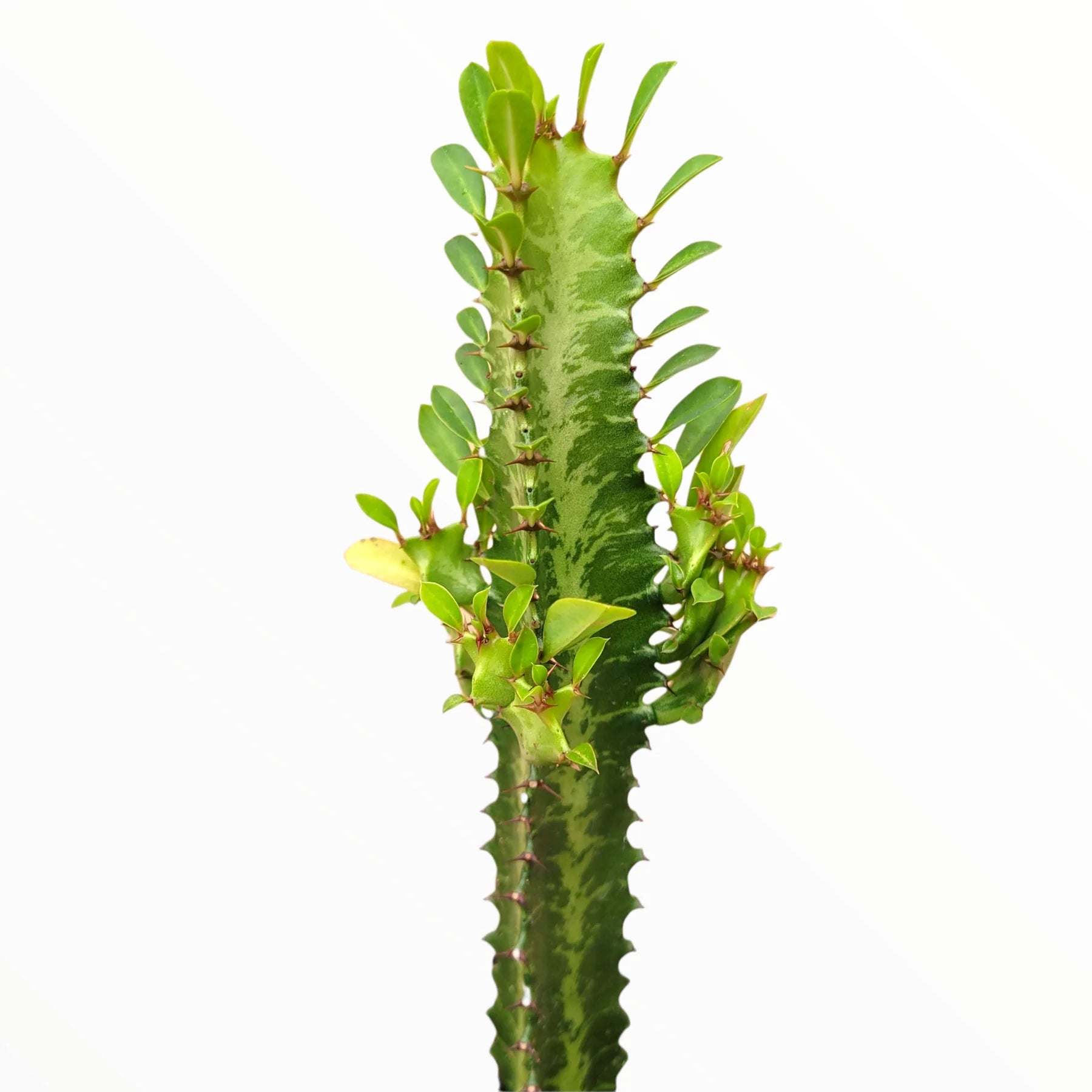 Euphorbia Trigona 4"