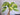 Epipremnum pinnatum 'Sunburst'