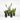 Snake Plant 4'' Pot