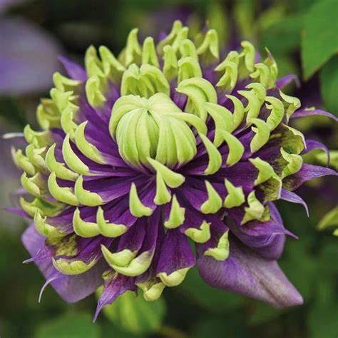 Clematis 'Taiga'