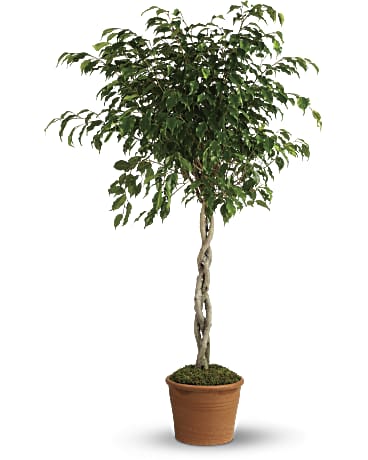 Ficus, Benjamina Braid