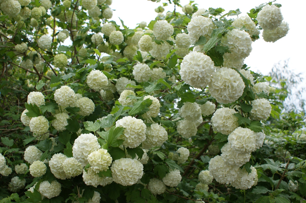 Viburnum Roseum Snowball