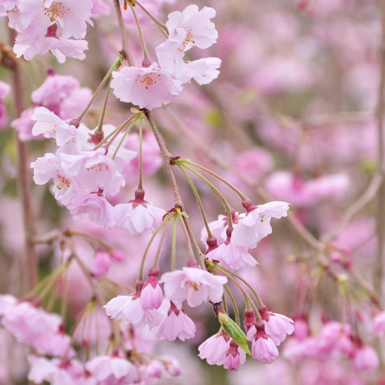 Prunus p. 'Pendula Plena Rosea'