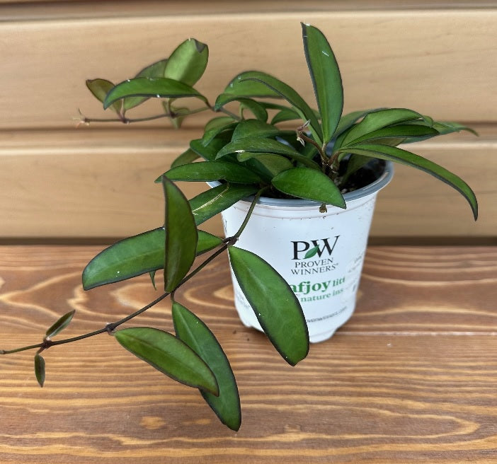 Hoya Adrift