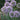 Bubble Bath Ornamental Onion 'Allium hybrid'