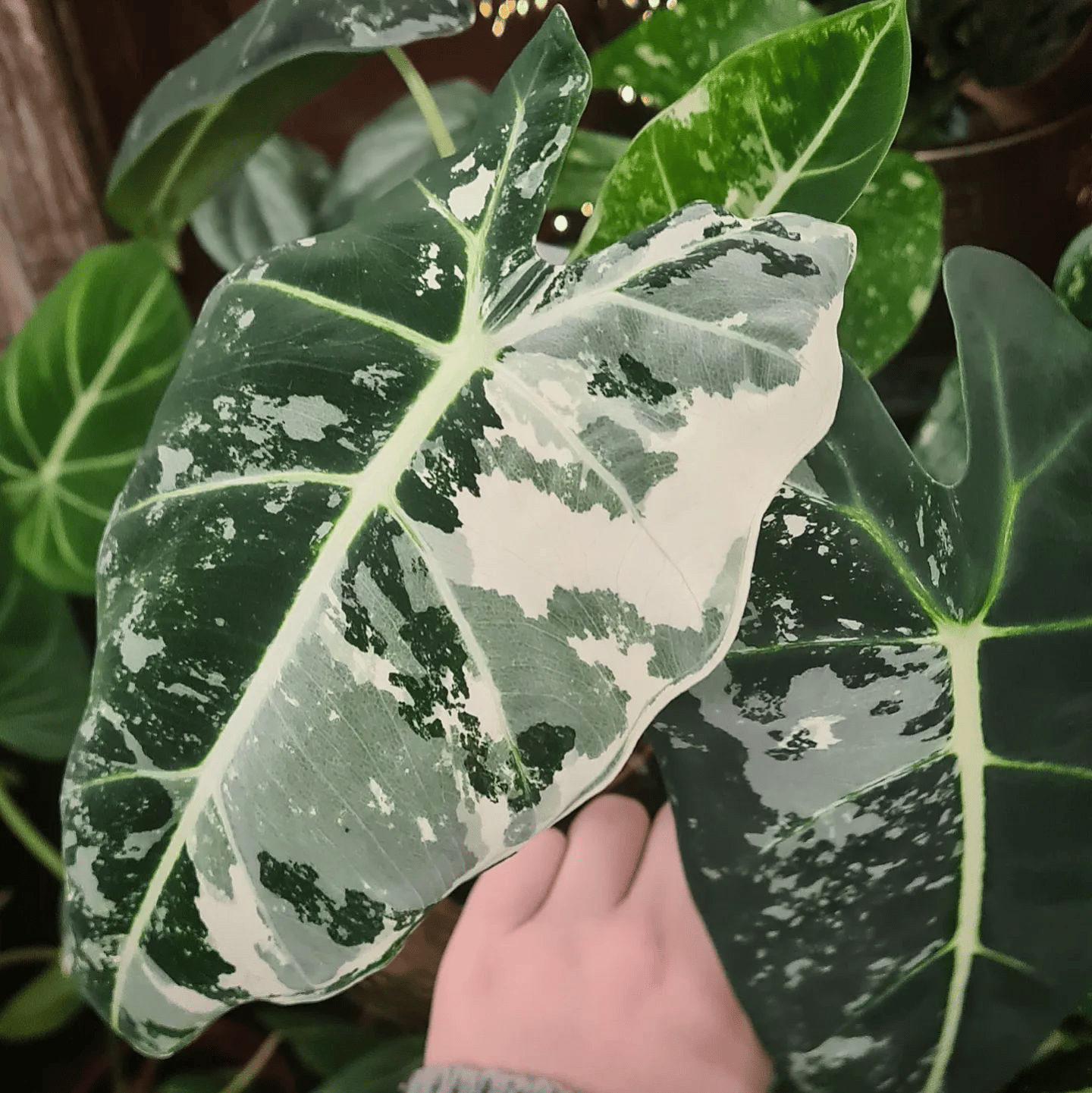 Alocasia Frydek (Variegated)