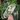 Alocasia Frydek (Variegated)