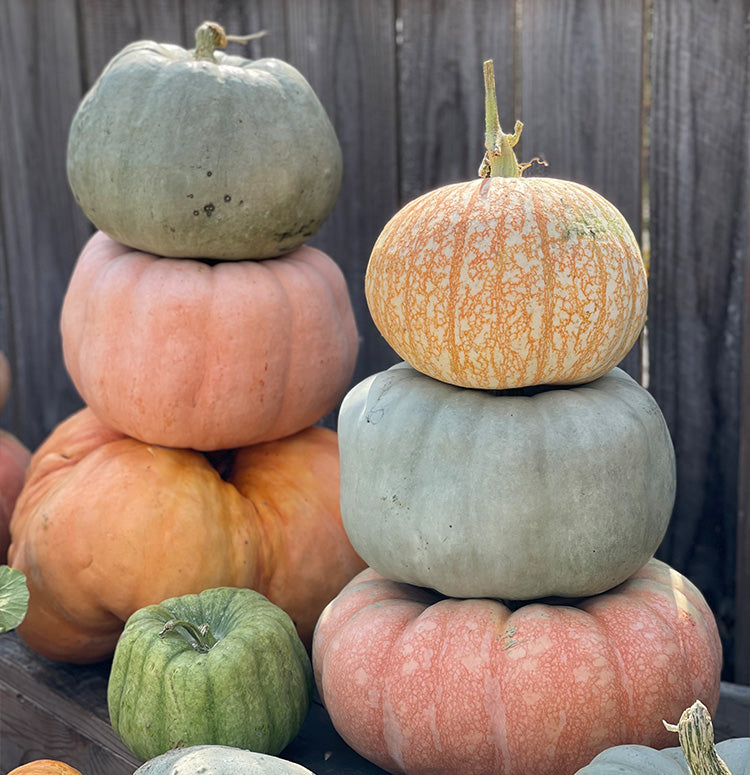 Mini Pumpkin Stack Flat Stackable Pumpkins at Natasha Pruitt blog