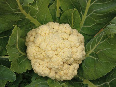 Cauliflower