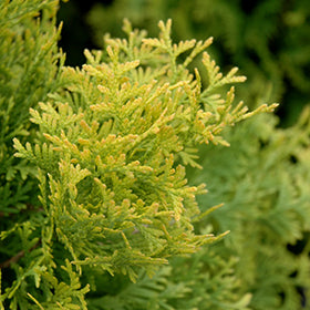 Arborvitae 'Jantar Amber Golden'