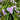 Tradescantia 'Amethyst Kiss'
