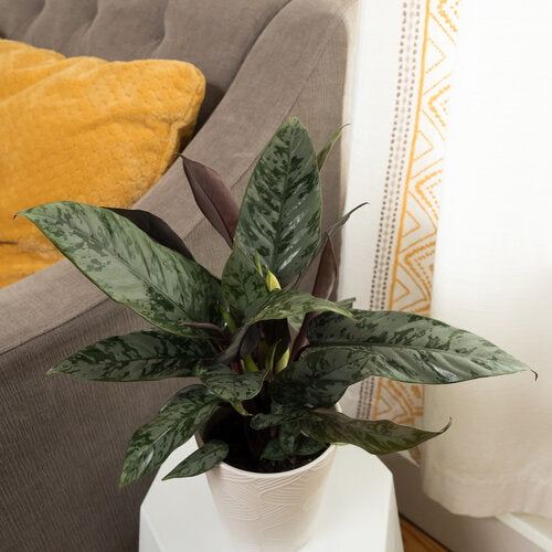 Apobalis Opulence 'Red Sword'