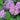 Hydrangea x. Let's Dance ¡Arriba!®