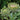 Artichoke
