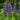 Baptisia Decadence 'Sparkling Sapphires'