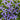 Isotoma a. 'Beth's Blue® Star Flower'