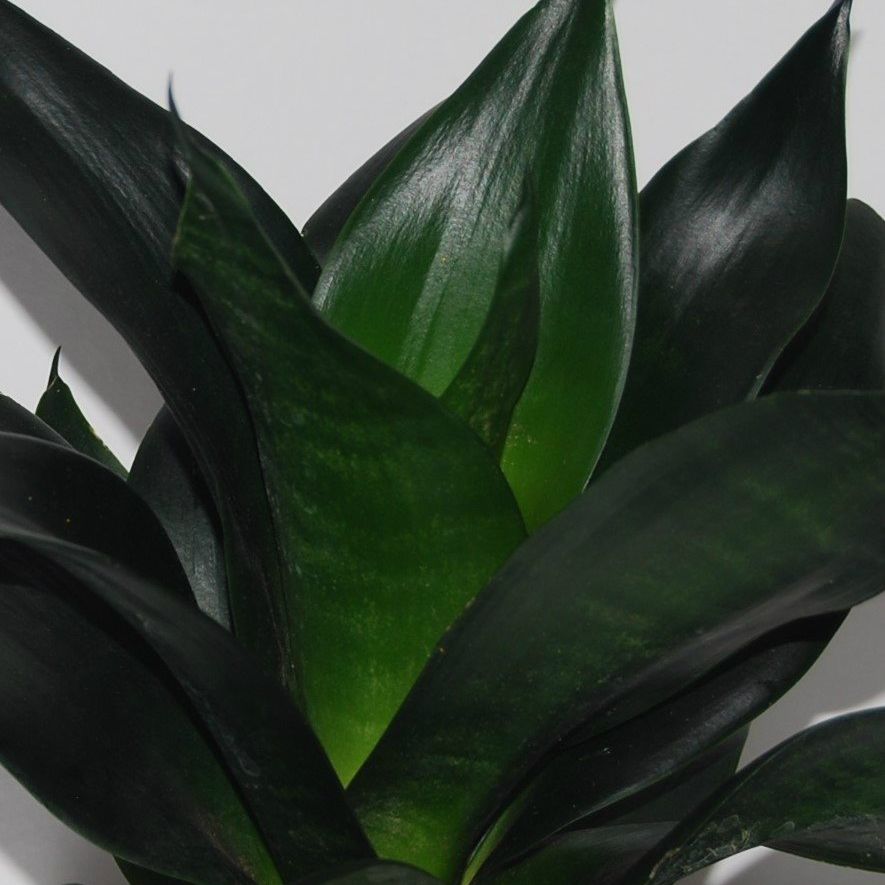 Sansevieria 'Black Dragon'