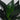 Sansevieria 'Black Dragon'